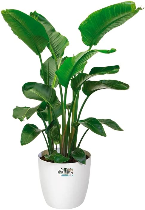 Brussels Round Wheels 47cm - White