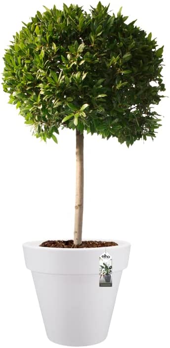 Pure Round 50cm - White