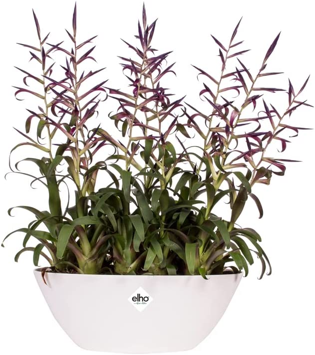 Brussels Oval 36cm - White