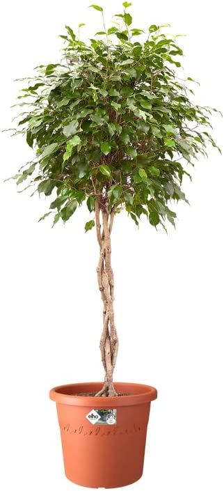 Algarve Cilindro 30cm - Terracotta