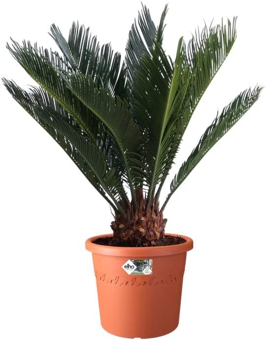 Algarve Cilindro 25cm - Terracotta