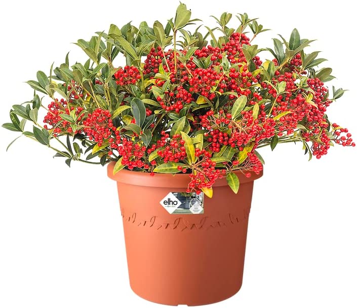Algarve Cilindro 25cm - Terracotta