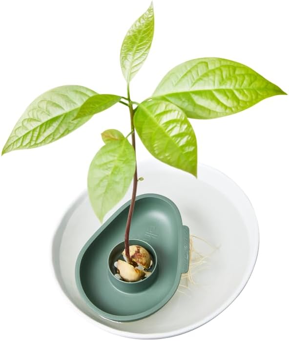 Amazing Avocado Floater - Leaf Green