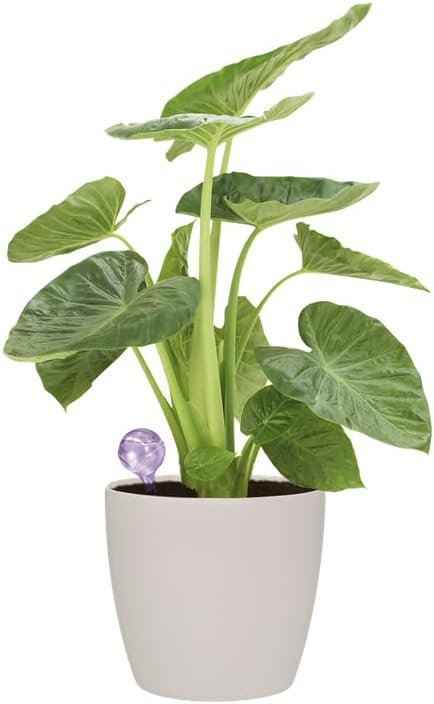 Aqua Care Watering System 9cm - Eggplant