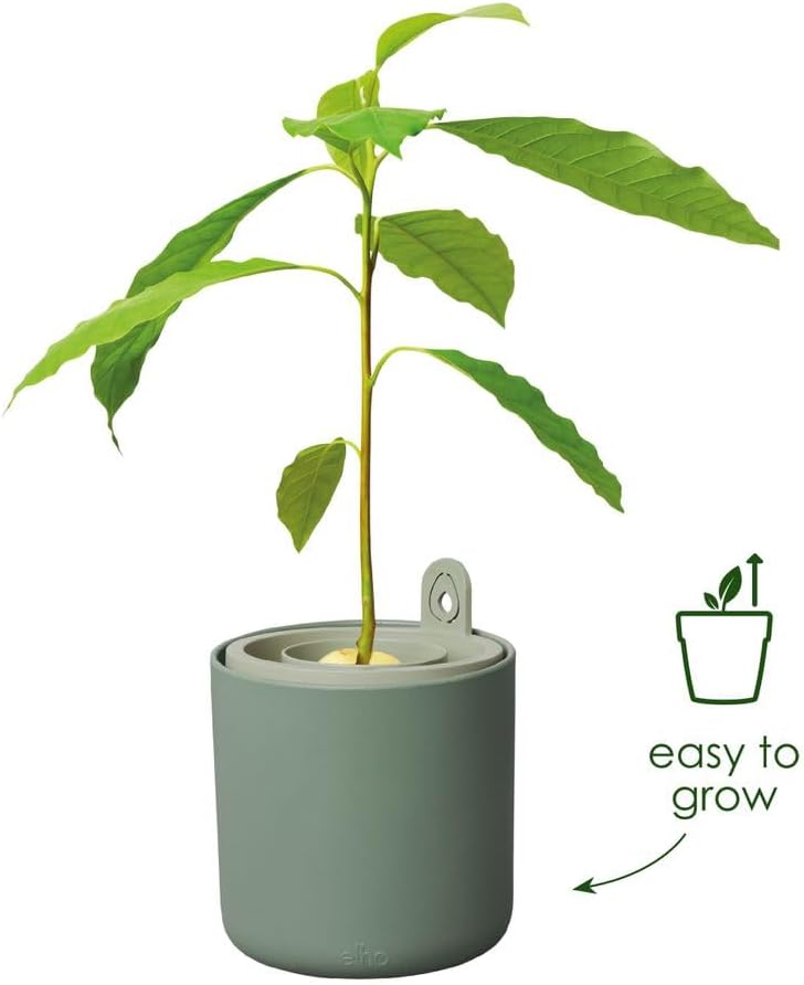 Amazing Avocado Grow your Own Pot - Leaf Green