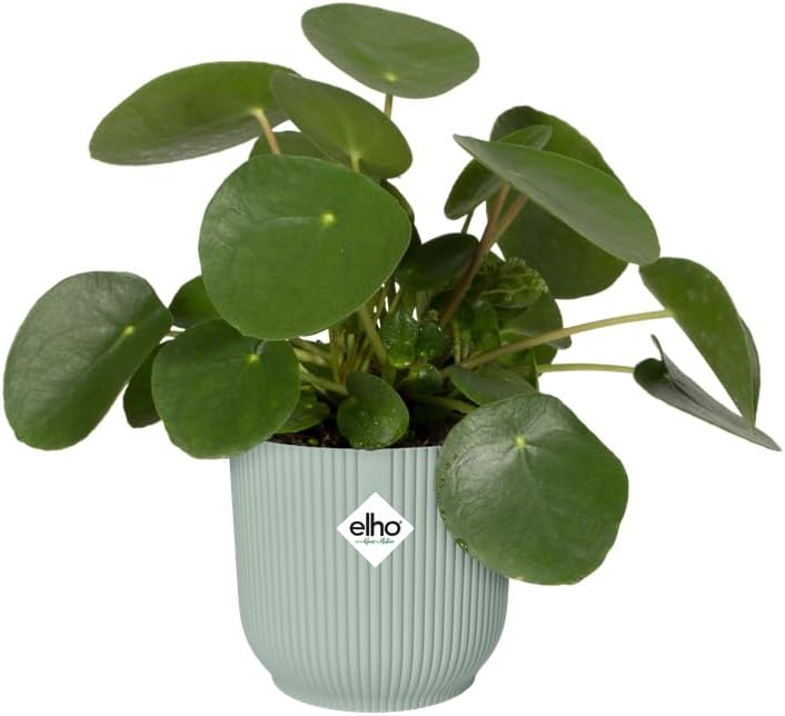 Vibes Fold Round 18cm Sorbet Green