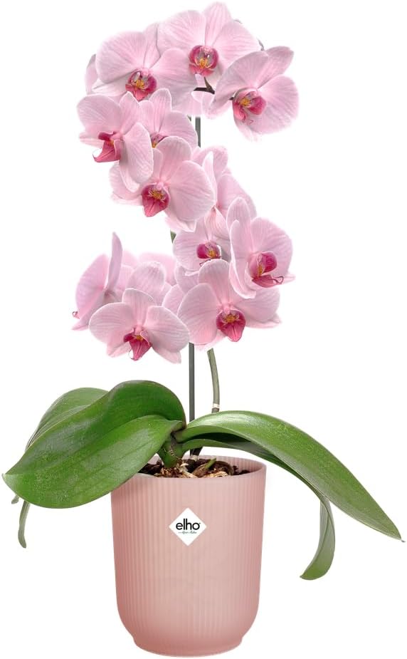 Vibes Fold Orchid High 12.5cm Frosted Pink