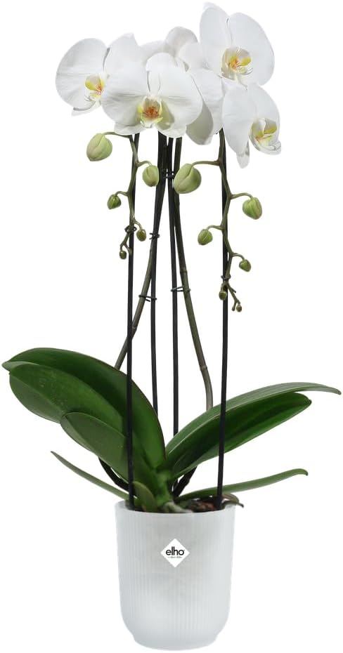 Vibes Fold Orchid High 12.5cm Transparent