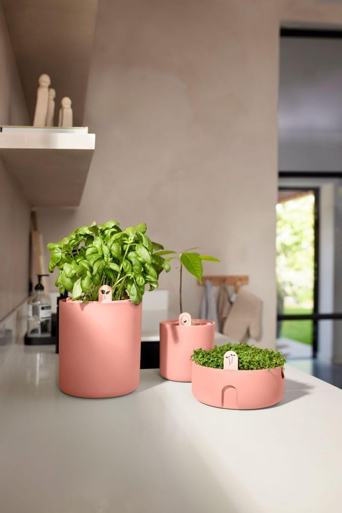 Amazing Avocado Grow Your Own Pot - Toffee Terra