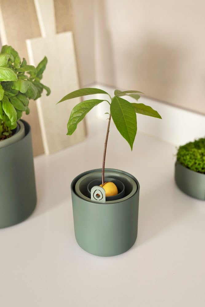 Amazing Avocado Grow your Own Pot - Leaf Green