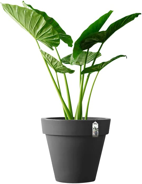 Pure Round 50cm - Anthracite