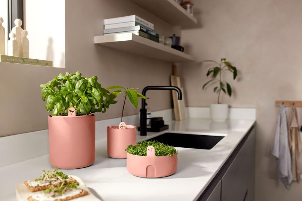 Amazing Avocado Grow Your Own Pot - Toffee Terra