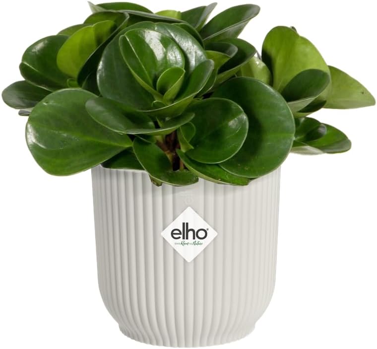 Vibes Fold Mini 7cm Round Silky White