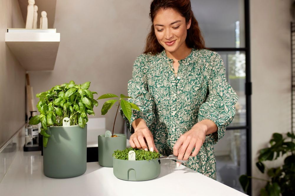 Amazing Avocado Grow your Own Pot - Leaf Green