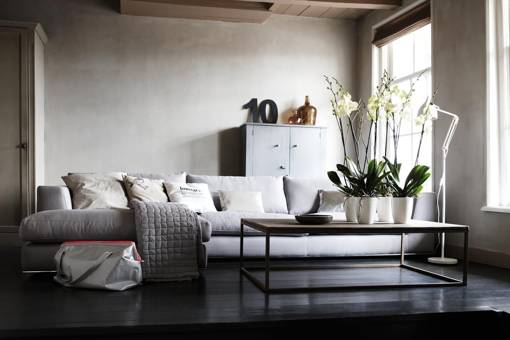 Brussels Diamond Orchid High 12.5cm - White