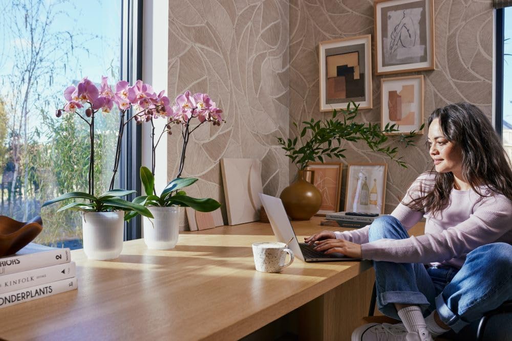 Vibes Fold Orchid High 12.5cm Transparent