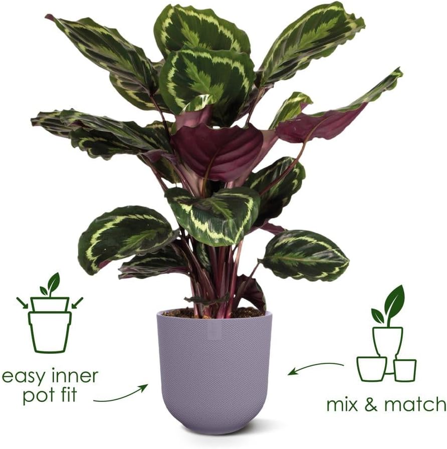 Jazz Round 16cm - Lavender Lilac