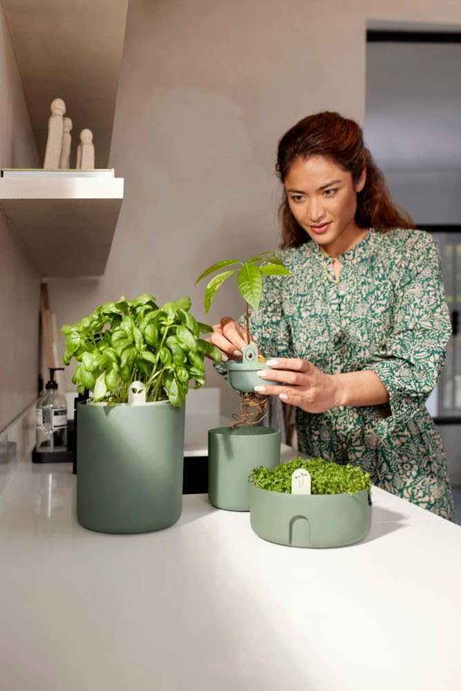 Amazing Avocado Grow your Own Pot - Leaf Green