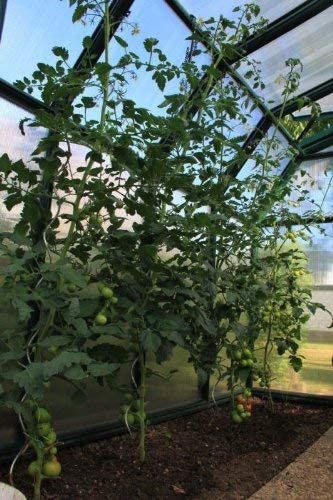 Eco Grow 6' x 12' Greenhouse - Green Frame & Twinwall Polycarbonate Panels