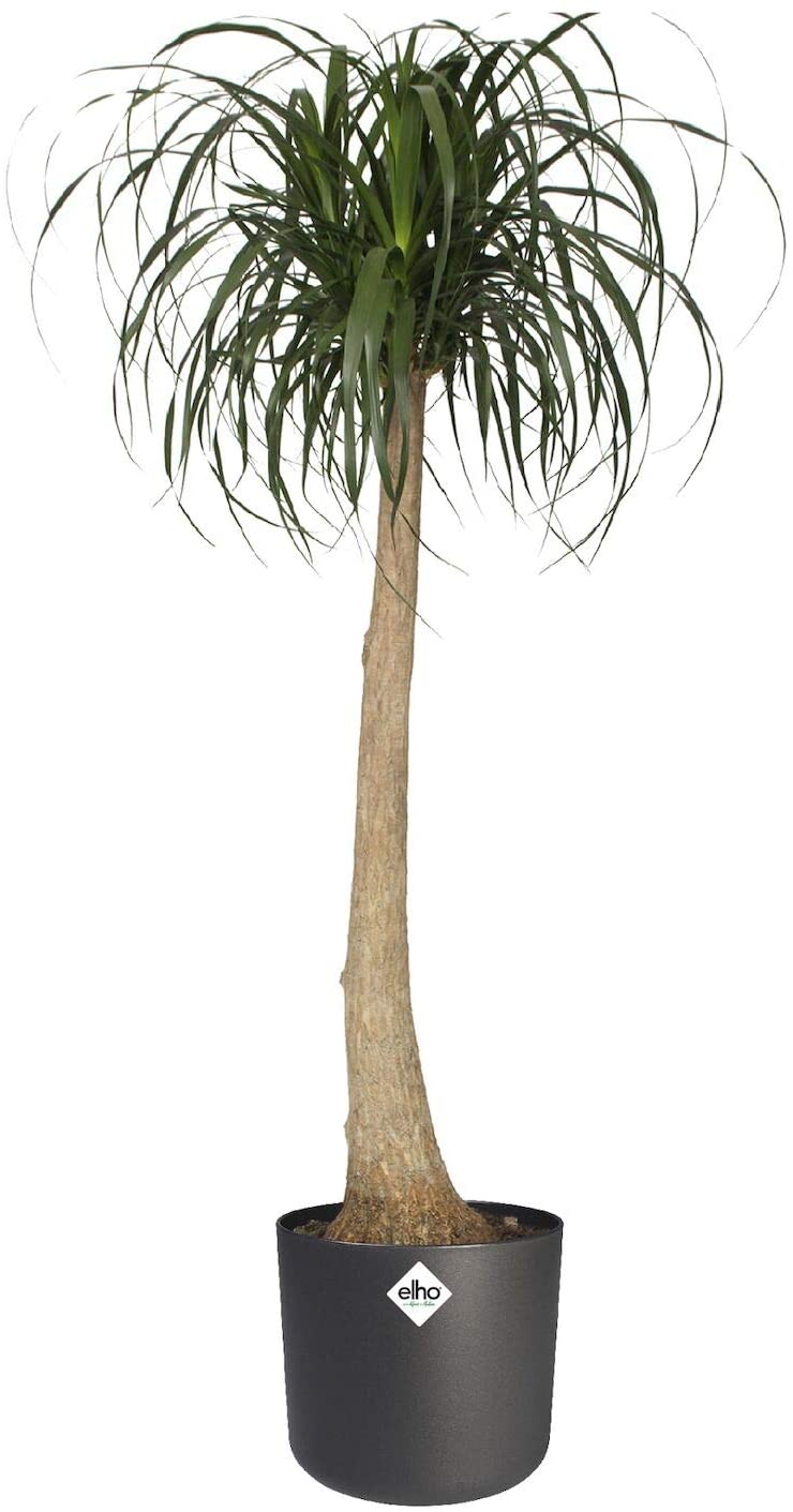 B.for Soft Round 25cm - Anthracite