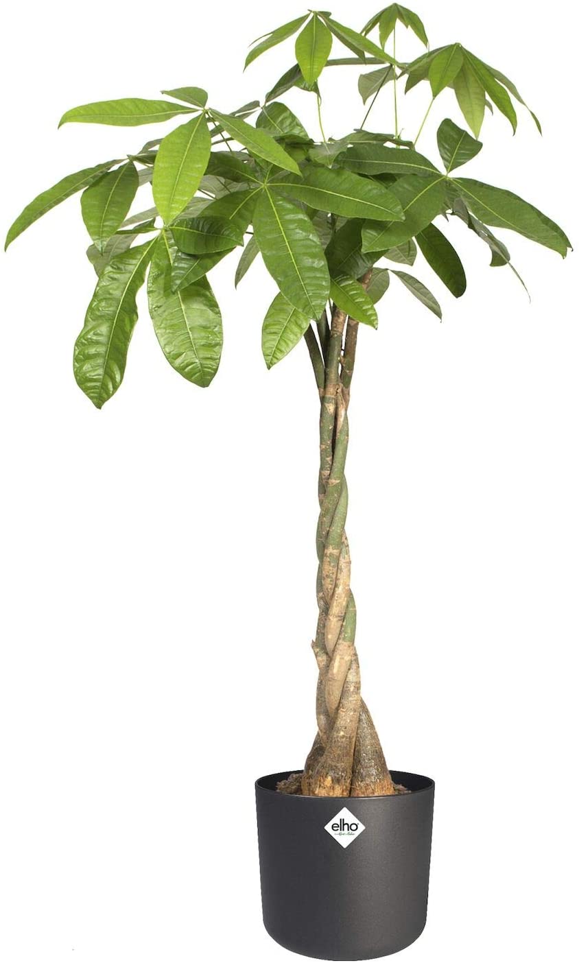 B.for Soft Round 25cm - Anthracite