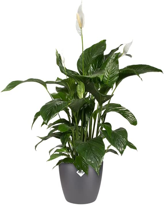 Brussels Round 14cm - Anthracite