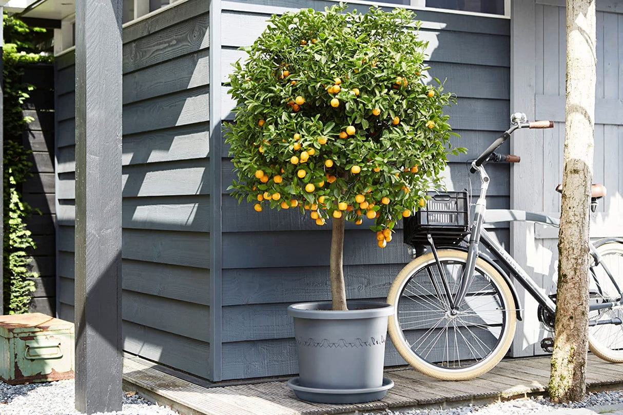 Algarve Cilindro Wheels 58cm - Anthracite