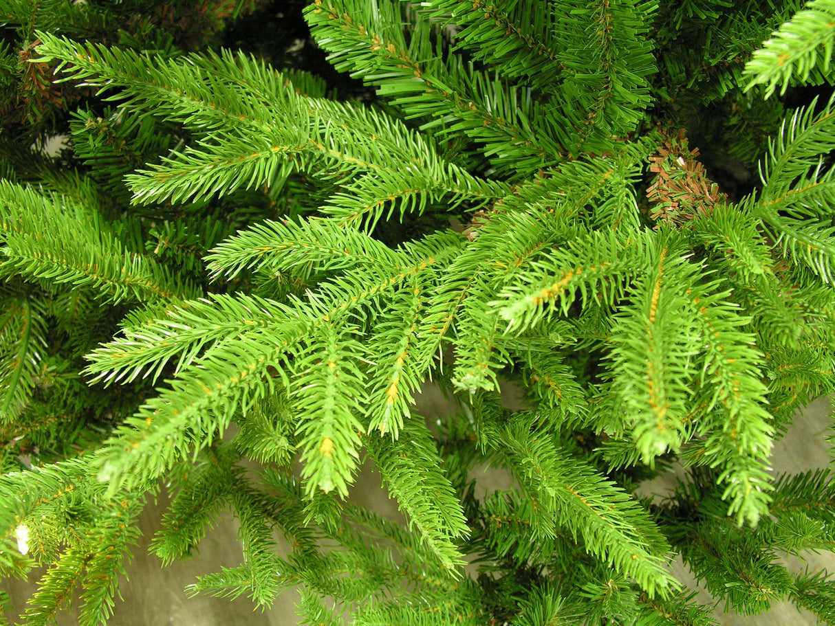 7 ft Frasier Grande Fir Feel-Real Artifical Tree