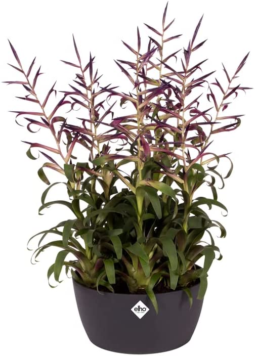 Brussels Bowl 23cm - Anthracite