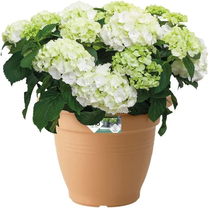 Green Basics Campana 40cm - Mild Terra