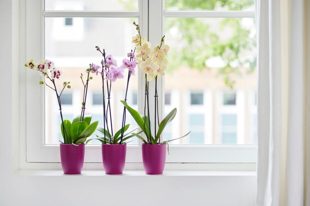 Brussels Orchid High 12.5cm - Cherry Red