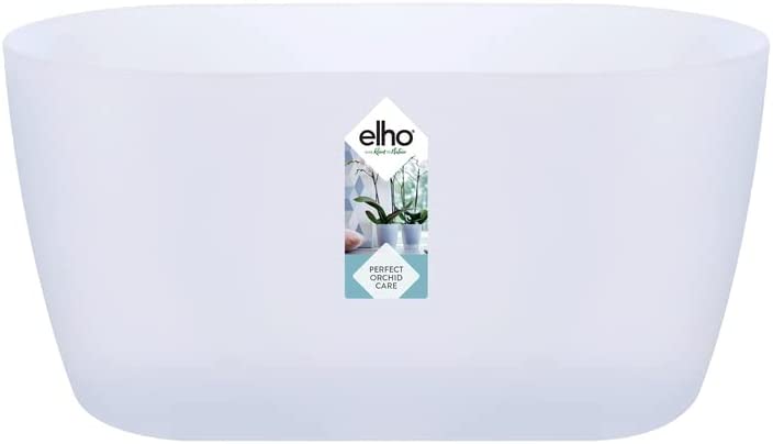 Brussels Orchid Duo 25cm - Transparent