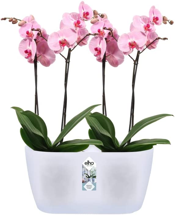 Brussels Orchid Duo 25cm - Transparent