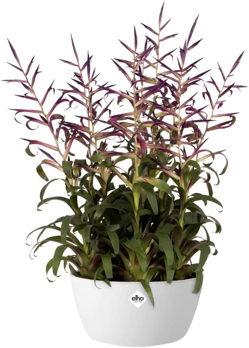 Brussels Bowl 23cm - White