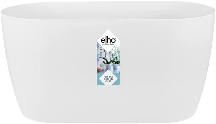 Brussels Orchid Duo 25cm - White