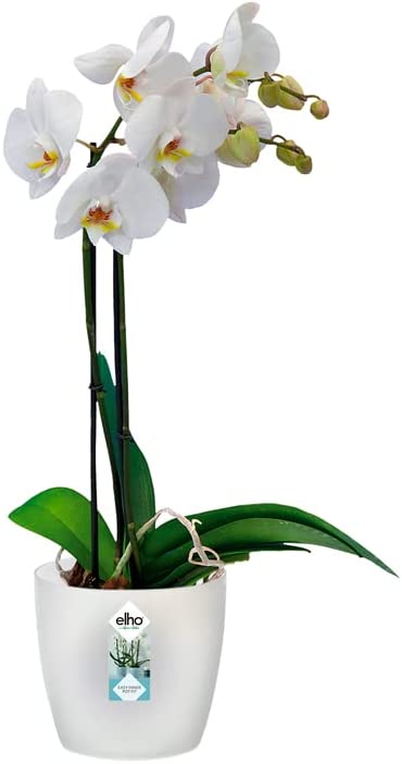 Brussels Orchid 16cm - Transparent
