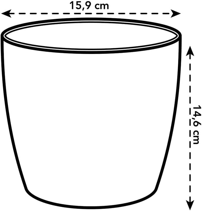 Brussels Orchid 16cm - Transparent