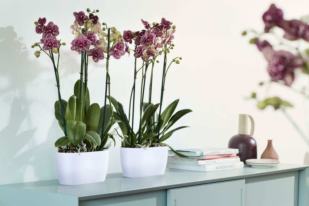 Brussels Orchid Duo 25cm - White