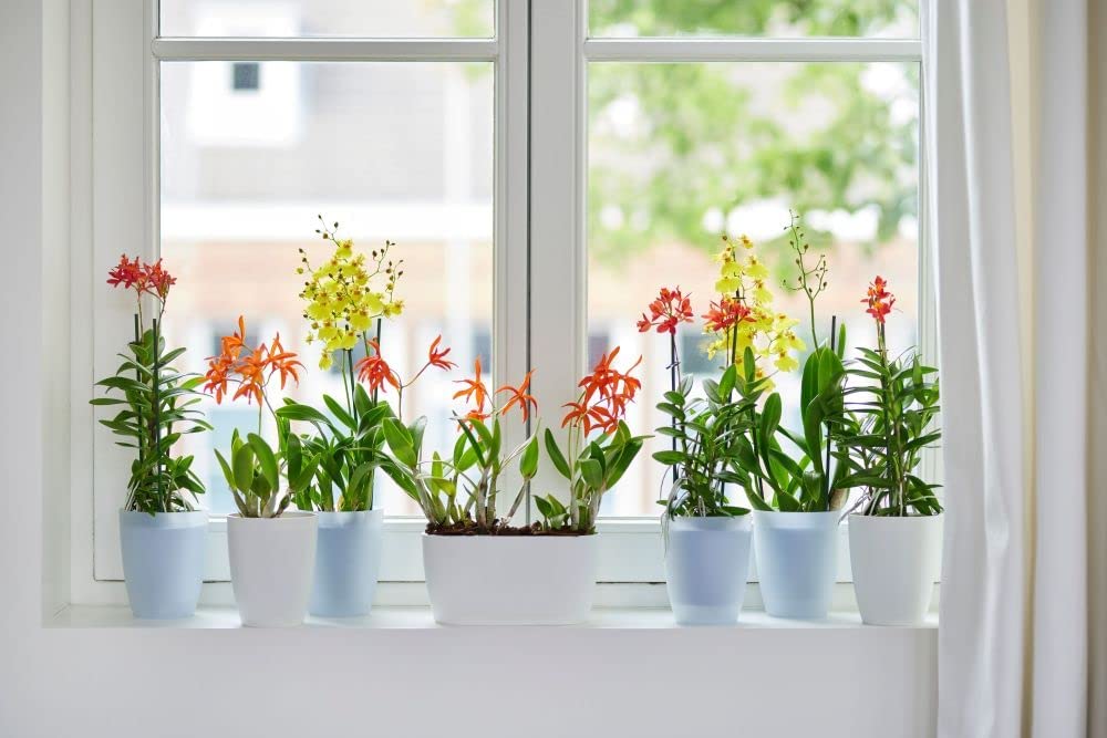 Brussels Orchid Duo 25cm - White