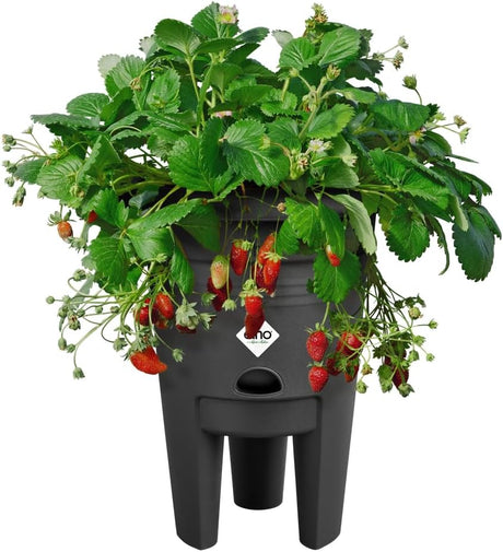 Green Basics Strawberry Pot 33cm - Living Black