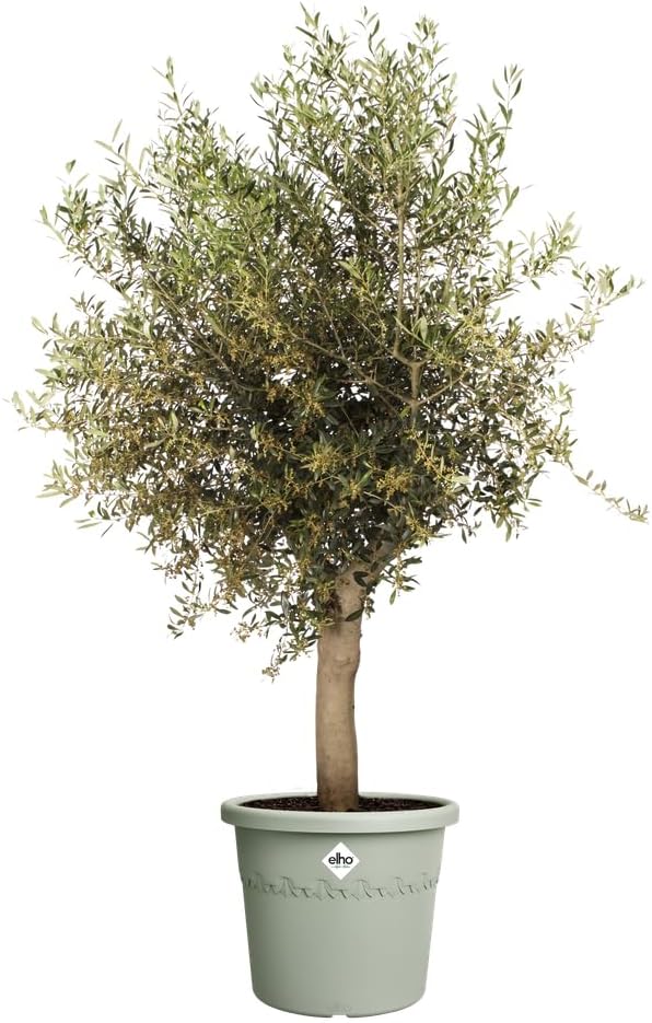 Algarve Cilindro 48cm - Thyme Green