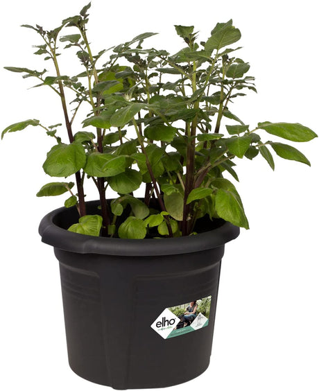 Green Basics Potato Pot 33cm - Living Black