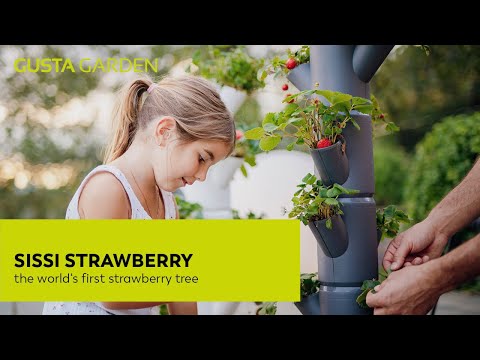 Sissi Strawberry Planter Classic - White
