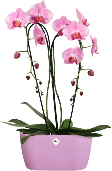 Brussels Orchid Duo 25cm - Vivid Violet