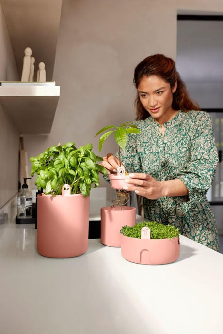 Amazing Avocado Grow Your Own Pot - Toffee Terra