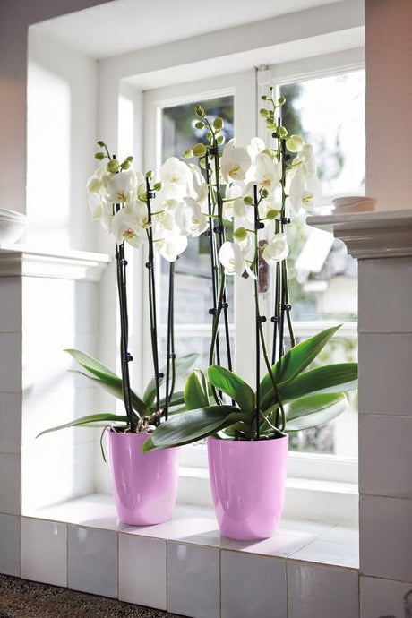 Brussels Diamond Orchid High 12.5cm - Vivid Violet
