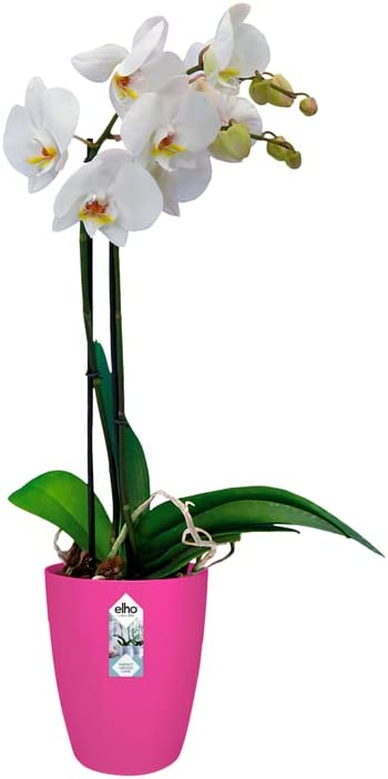 Brussels Orchid High 12.5cm - Cherry Red