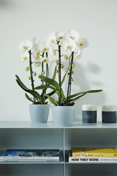 Brussels Orchid 16cm - Transparent